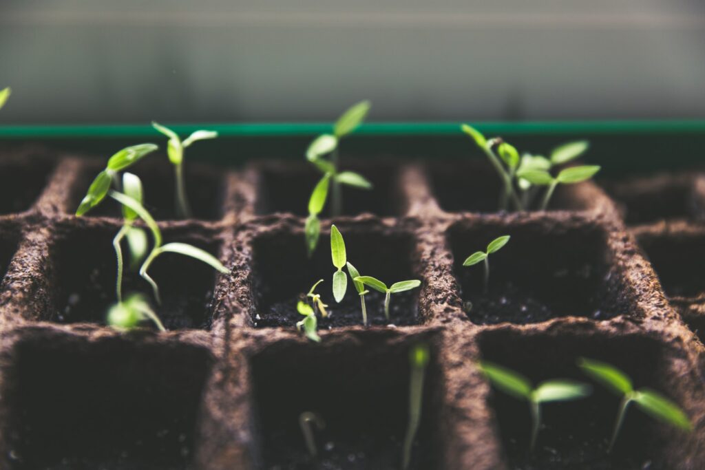 Plantes qui poussent